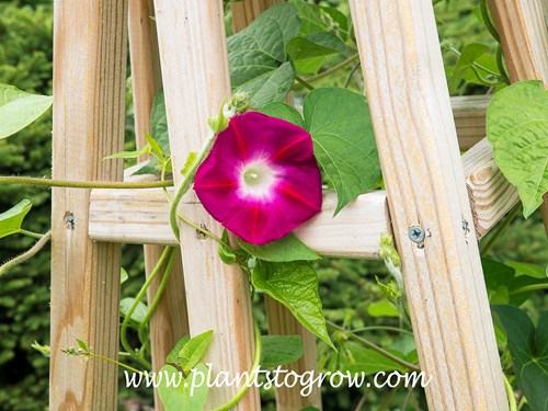 Crimson Rambler Morning Glory (Ipomoea)